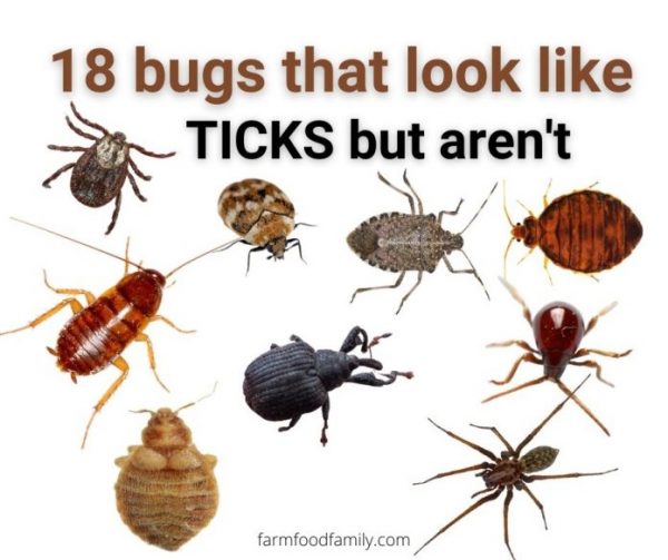 Bugs That Look Like Ticks But Are Not Cloud Information And