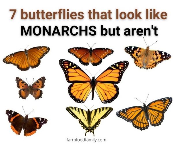 7-butterflies-that-look-like-monarchs-cloud-information-and-distribution